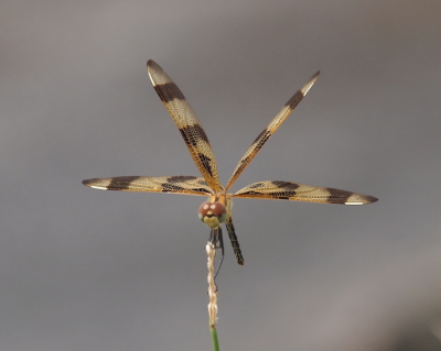 [Front view of a female atop a grass seed. Her lower wings are parallel to the ground and the other two wings are evenly spaced above her.]